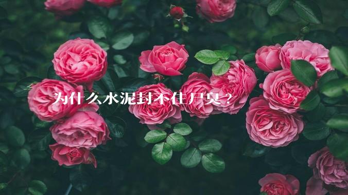 为什么水泥封不住尸臭?